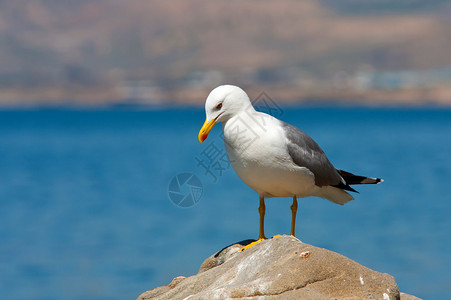 海上石头上的海鸥图片
