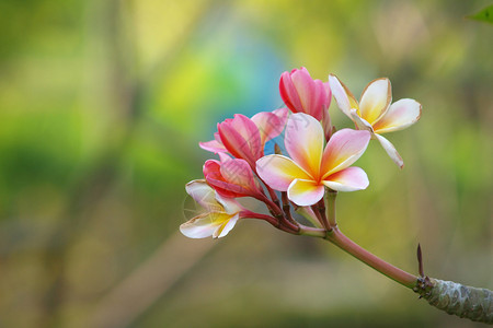 热带花卉鸡蛋花鸡蛋花的分支图片