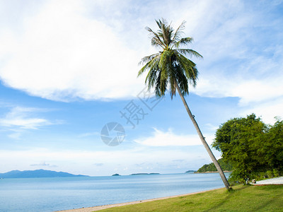 泰国海滩上的椰子树图片