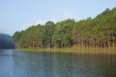 景观与松树湖图片
