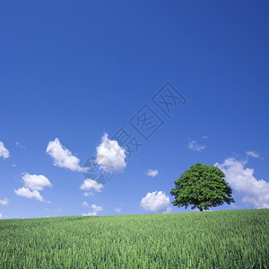 绿色麦田和孤树图片