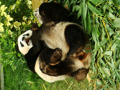 大型熊猫AiluropodaMelanoleuca一图片