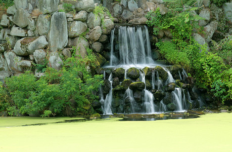 藻类覆盖的池塘上的瀑布图片