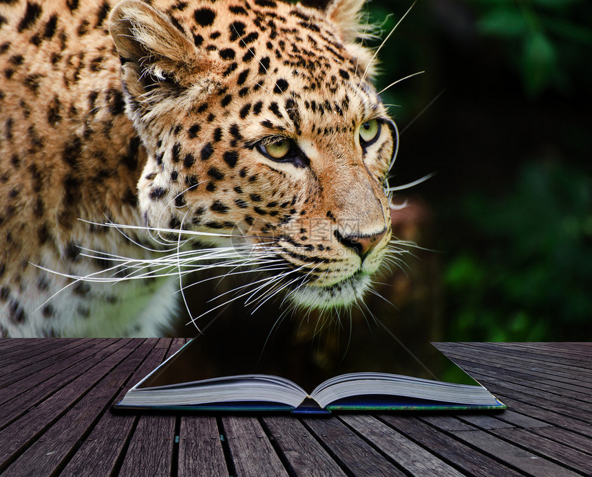 魔法书页上豹的创意合成图像c传图片