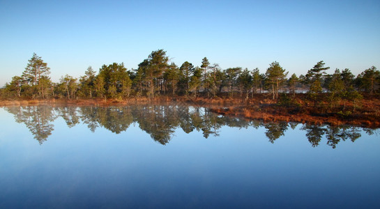 爱沙尼亚的沼泽地景观前方图片