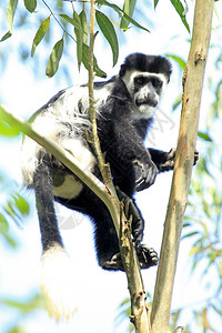 乌干达比戈迪湿地的黑白疣猴图片