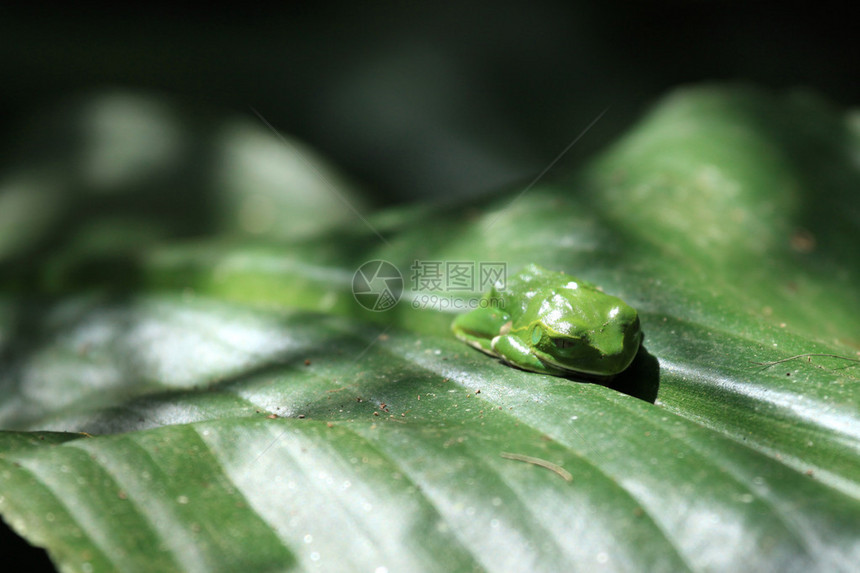 乌干达比戈迪湿地绿树青蛙非洲之珠PearofA图片