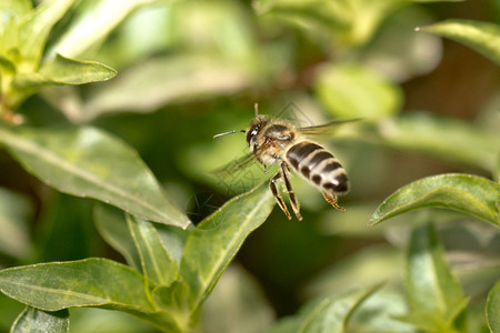 一只蜜蜂在空中飞翔图片