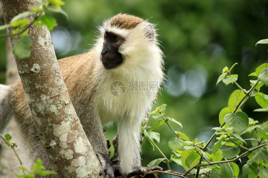 乌干达恩库鲁巴湖的动骨猴子图片