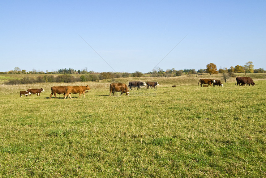 田野里的母牛和她的小牛图片