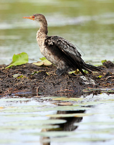 乌干达比西纳湿地野生物背景图片