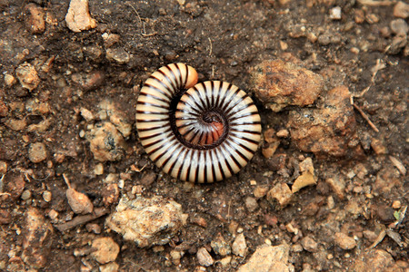 Centipede乌干达图片