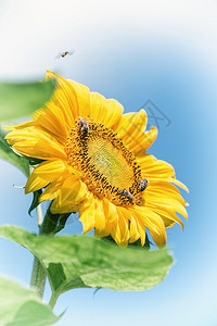 黄色向日葵蜜蜂和蓝天图片