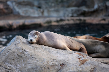 沉睡的海狮图片