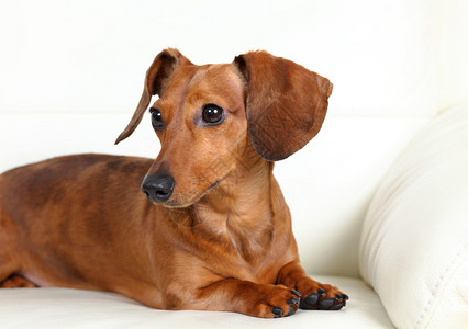 沙发上的腊肠狗背景图片