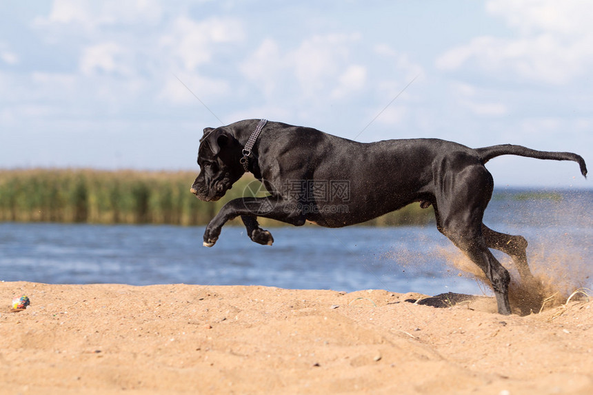 黑獒犬在沙滩上玩耍图片