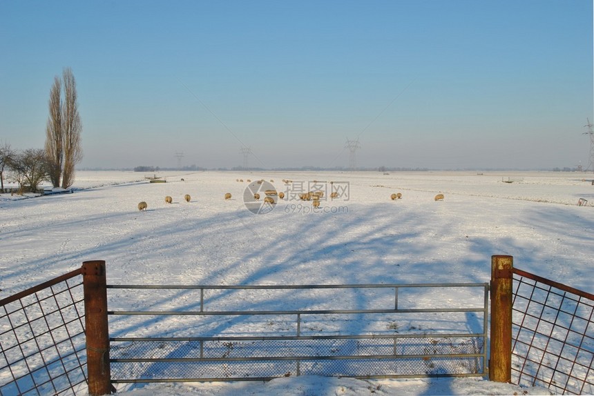 有羊和树的冬季景观图片