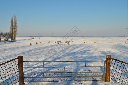 有羊和树的冬季景观图片