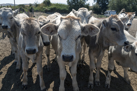田间农场里的一群小牛背景图片