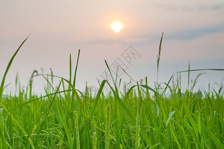 水稻日落农场景观天空美丽的田野图片