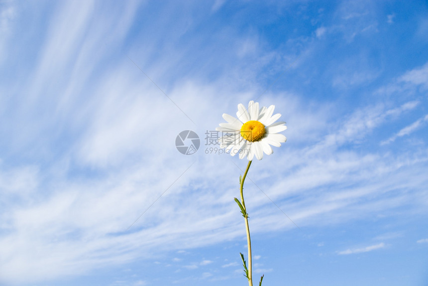 蓝天白云上的雏菊花图片