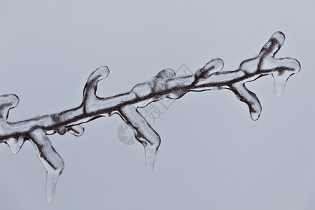 用冰冻的树枝的细节图片