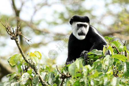 乌干达比戈迪湿地的疣猴图片