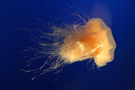 大阪水族馆大阪日本图片