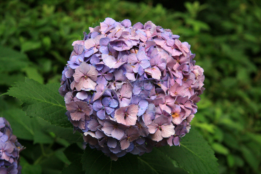 热带鲜花日本图片