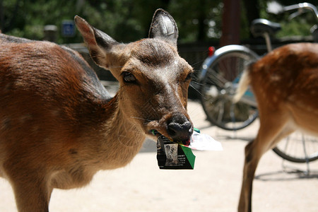 红斑鹿背景图片