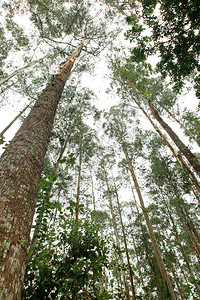 森林乌干达的比戈迪湿图片