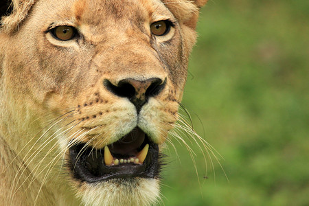狮子非洲乌干图片