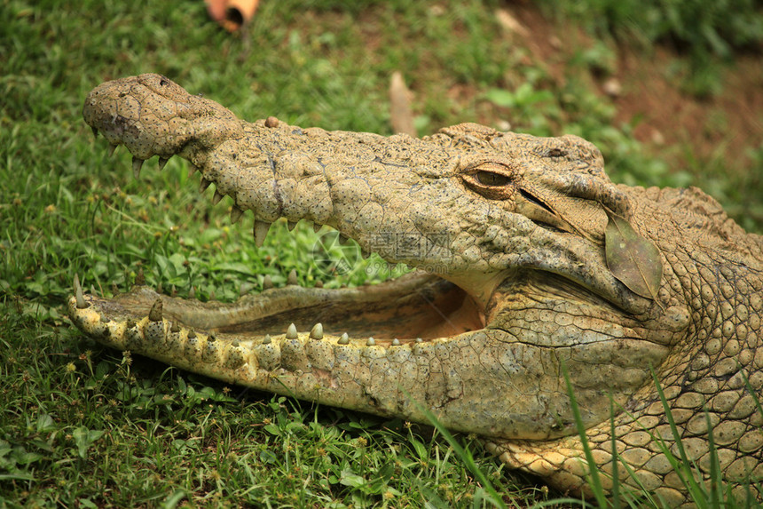 NileCrocodille乌干达野图片