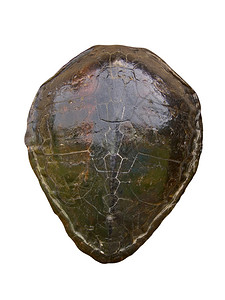 配齐的海龟贝壳对你的工作来说是图片