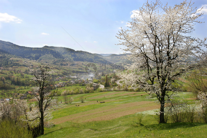 春天的乡村风景图片