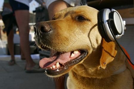 戴耳机的狗图片