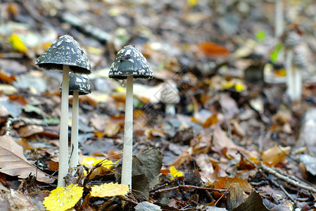 秋天森林里的三个蘑菇图片