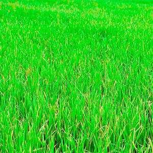泰国东北高原绿稻田东图片