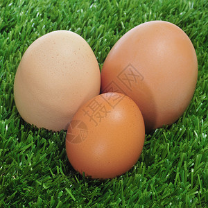 一堆棕色鸡蛋在草地上背景图片