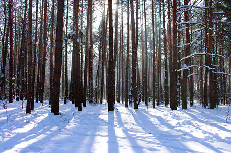 冬季森林中的日出图片