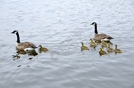 加拿大鹅家族图片