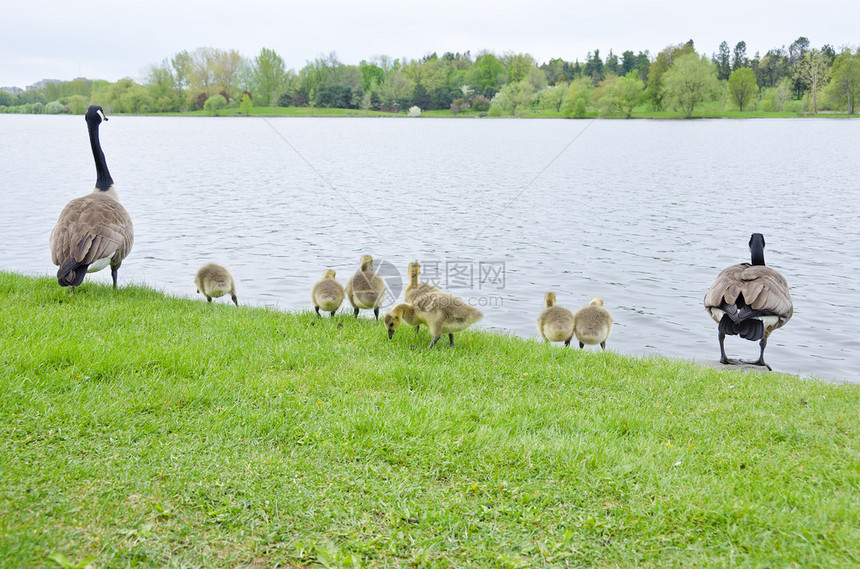 加拿大鹅家族图片