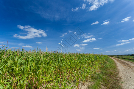 美丽的玉米田有风力涡图片