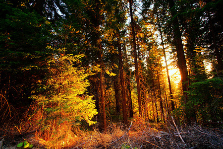 美丽的秋天阳光明媚的森林图片