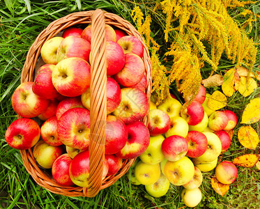 篮子里的红色和黄色苹果乡图片