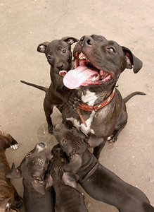 比特斗牛梗的快乐狗家庭图片