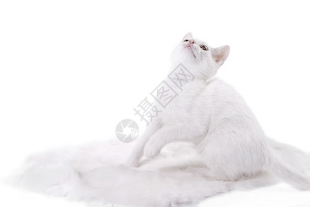 孤立的白色毛皮上的小猫图片