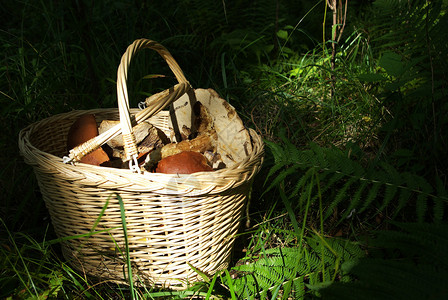 带蘑菇的篮子在森林里图片