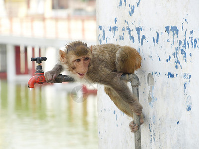 2011年夏天在印度寻找清洁水的背景图片