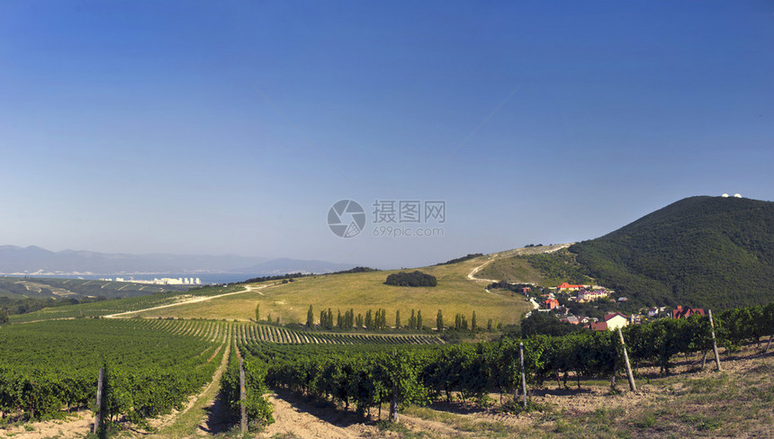 山脚小村庄附近的葡萄园图片